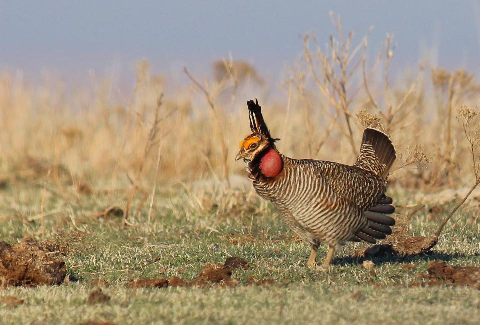 Lesser prairie chickens are a ground-nesting species – found in parts of Colorado, Kansas, New Mexico, Oklahoma and Texas – that is listed under the Endangered Species Act. Feral hogs prey on the birds and their eggs and damage the birds’ habitat by rooting up and consuming native plants and spreading invasive plant seeds. <a href="https://www.fws.gov/media/lesser-prairie-chicken-lek" rel="nofollow noopener" target="_blank" data-ylk="slk:Greg Kramos/USFWS;elm:context_link;itc:0;sec:content-canvas" class="link ">Greg Kramos/USFWS</a>