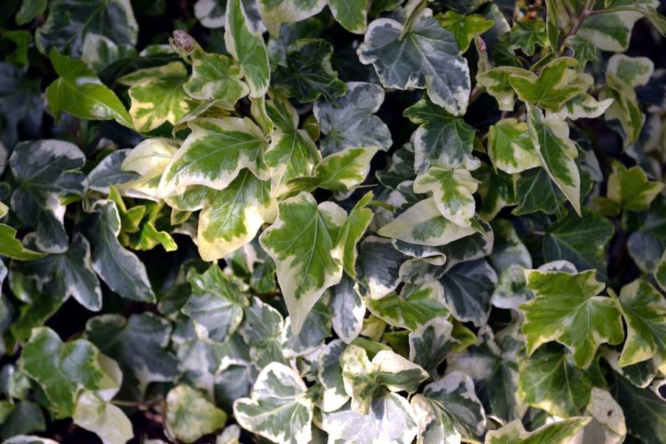 Variegated Ivy