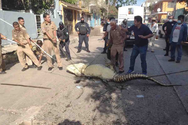 Captura en la laguna del Carpintero en Tampico. (Foto: SOS Cocodrilo).