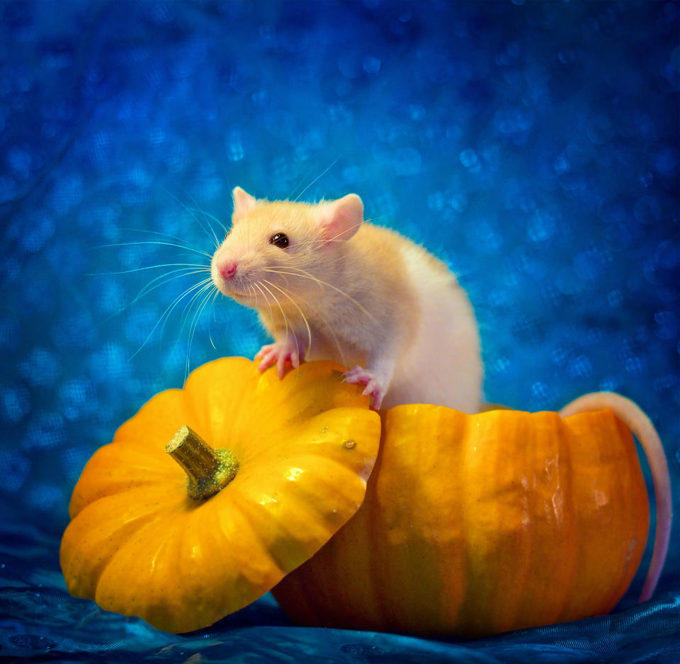 Adorable rat portraits look to remove stigma attached to rodents