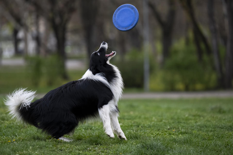 Houdini, a border collie plays with his frisbee at the City Park in Budapest, Hungary, on Wednesday, March 27, 2024. A new study in Hungary has found that beyond being able to learn how to perform commands, dogs can learn to associate words with specific objects — a relationship with language called referential understanding that had been unproven until now. (AP Photo/Denes Erdos)