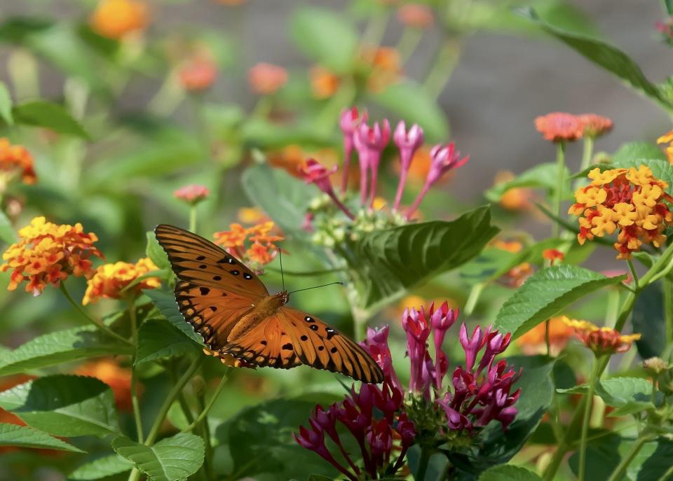 This Eastern Tiger Swallowtail has found a cluster of Sunstar Rose in a combination with Truffula Pink gomphrena.