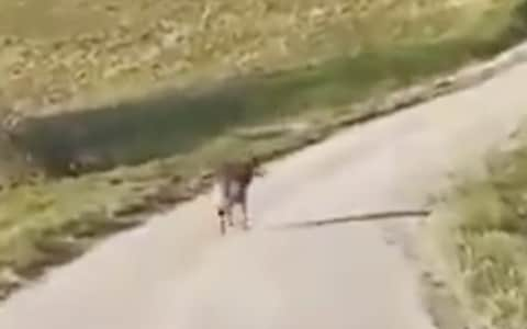 Grey wolf on the road in Gurat, southwestern France - Credit: Telegraph