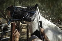 <p>Lori Mantz sprays water to cool down her horse Thor, June 19, 2017, in Las Vegas. (John Locher/AP) </p>