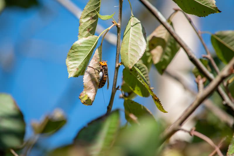 A radio tracking device fitted by entomologists on an Asian giant hornet near Blaine