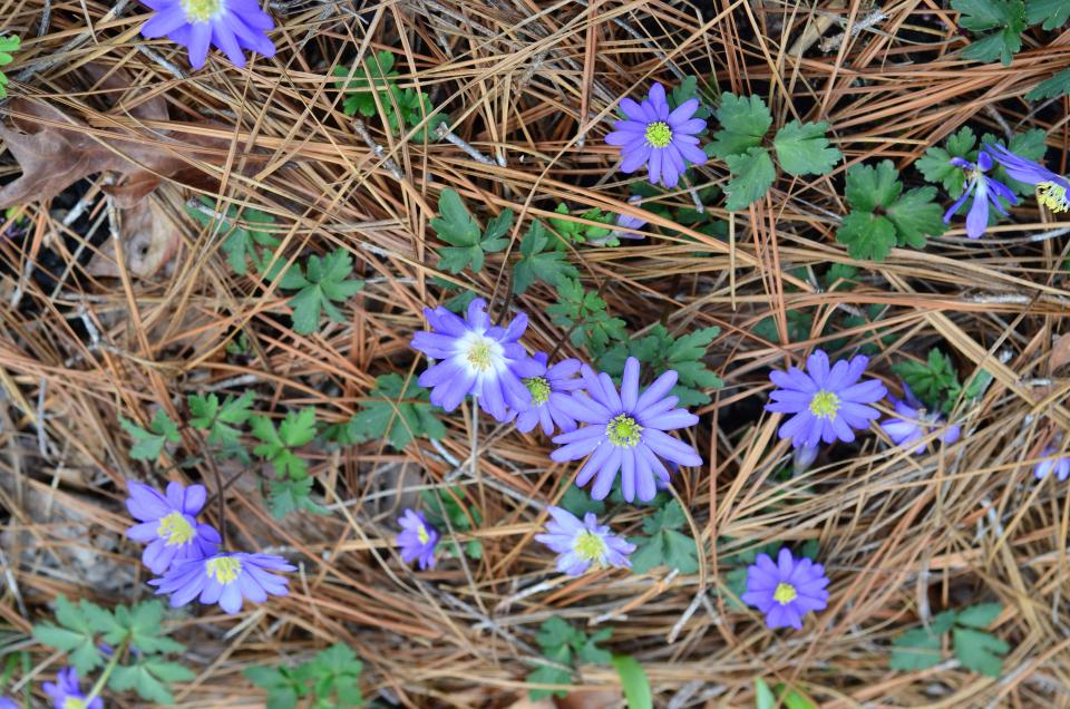 Anemone blanda blue shades make an attractive ground cover with daisy-like flowers and fern-like foliage.