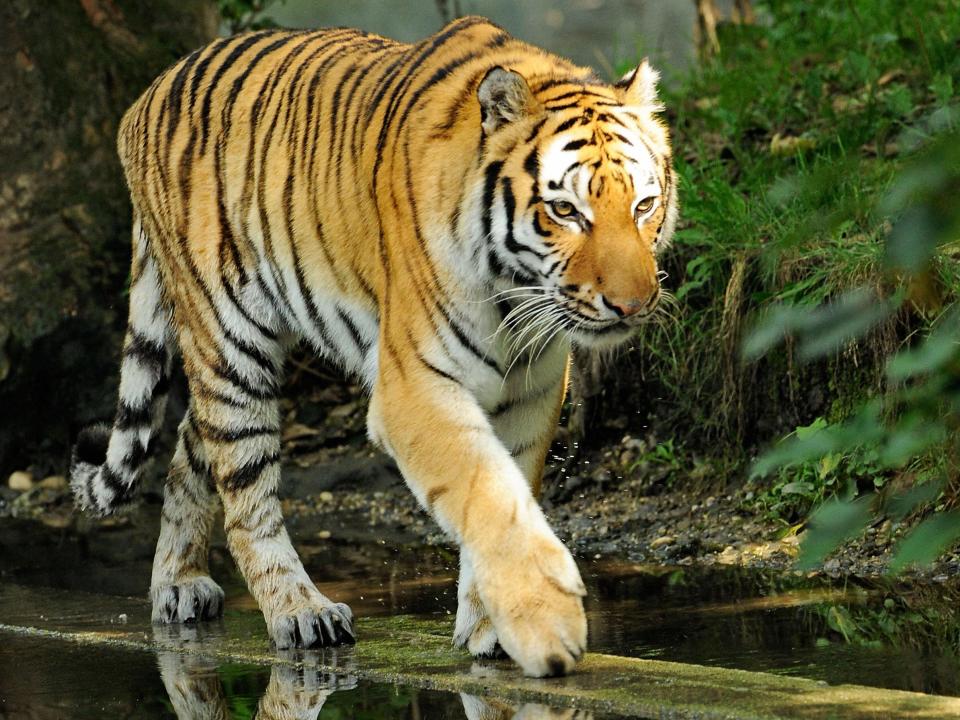 tiger siberian tiger