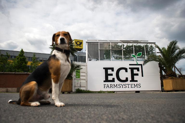 A dog sits in front of a shipping container with a green house built as part of the ECF Containerfarming company on top at an industrial estate in Berlin on May 5, 2014