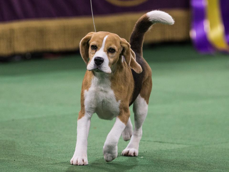 Miss P was named best in show in the 2015 Westminster Dog Show, in a surprise win.