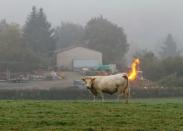 <p>Manche können Feuer spucken, andere … Nein, da wollen wir nicht näher drauf eingehen. Zwar produzieren Kühe jede Menge Methan und das ist brennbar. Aber in diesem Fall brennt nicht die Kuh, sondern ein Feuer hinter ihr. (Bild: cheezburger.com)</p>