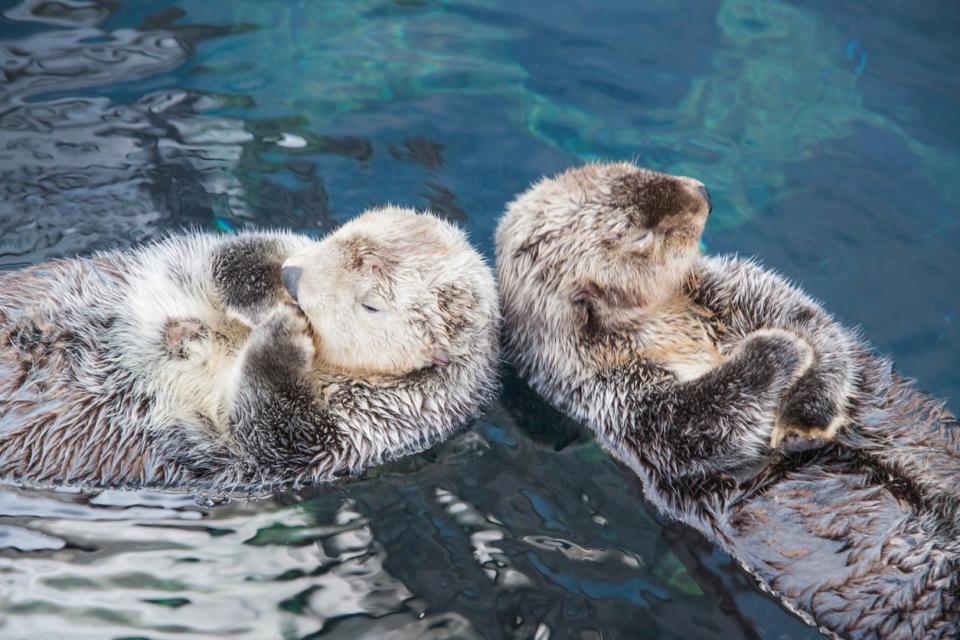 otters - istock