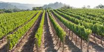 <p><strong>Best for Wine Lovers </strong></p><p>There's a lot to love about Napa Valley. It's just an hour's drive from <a href="https://www.bestproducts.com/fun-things-to-do/g2691/fun-things-to-do-in-san-francisco-sf/" rel="nofollow noopener" target="_blank" data-ylk="slk:San Francisco;elm:context_link;itc:0;sec:content-canvas" class="link ">San Francisco</a>, there are hundreds of <a href="https://www.bestproducts.com/fun-things-to-do/g2610/scenic-napa-valley-wineries-and-tours/" rel="nofollow noopener" target="_blank" data-ylk="slk:world-class wineries;elm:context_link;itc:0;sec:content-canvas" class="link ">world-class wineries</a> to stop in for a tasting (A pinot noir on the deck overlooking vast vineyards? Yes, please!), and there are plenty of gourmet restaurants, including Thomas Keller's famed <a href="https://go.redirectingat.com?id=74968X1596630&url=https%3A%2F%2Fwww.tripadvisor.com%2FRestaurant_Review-g33300-d493634-Reviews-The_French_Laundry-Yountville_Napa_Valley_California.html&sref=https%3A%2F%2Fwww.countryliving.com%2Flife%2Fg37186621%2Fbest-places-to-experience-and-visit-in-the-usa%2F" rel="nofollow noopener" target="_blank" data-ylk="slk:French Laundry;elm:context_link;itc:0;sec:content-canvas" class="link ">French Laundry</a>. </p><p><strong><em>Where to Stay: </em></strong><a href="https://go.redirectingat.com?id=74968X1596630&url=https%3A%2F%2Fwww.tripadvisor.com%2FHotel_Review-g32766-d81242-Reviews-Napa_Valley_Marriott_Hotel_Spa-Napa_Napa_Valley_California.html&sref=https%3A%2F%2Fwww.countryliving.com%2Flife%2Fg37186621%2Fbest-places-to-experience-and-visit-in-the-usa%2F" rel="nofollow noopener" target="_blank" data-ylk="slk:Marriott Napa Valley Hotel & Spa;elm:context_link;itc:0;sec:content-canvas" class="link ">Marriott Napa Valley Hotel & Spa</a>, <a href="https://go.redirectingat.com?id=74968X1596630&url=https%3A%2F%2Fwww.tripadvisor.com%2FHotel_Review-g32766-d1141009-Reviews-The_Westin_Verasa_Napa-Napa_Napa_Valley_California.html&sref=https%3A%2F%2Fwww.countryliving.com%2Flife%2Fg37186621%2Fbest-places-to-experience-and-visit-in-the-usa%2F" rel="nofollow noopener" target="_blank" data-ylk="slk:The Westin Verasa Napa;elm:context_link;itc:0;sec:content-canvas" class="link ">The Westin Verasa Napa</a></p>