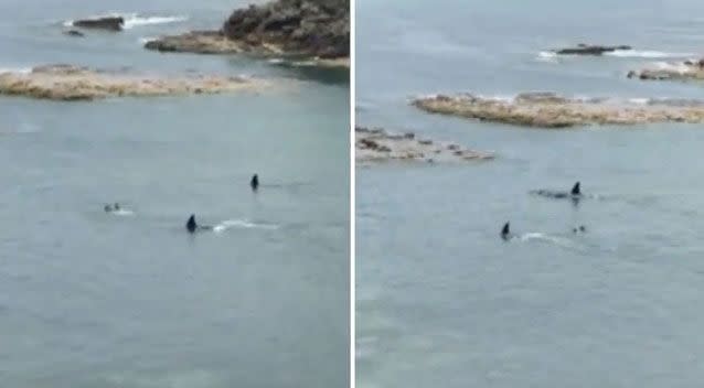 The two children were stunned when the whales approached. Source: Shane Watt