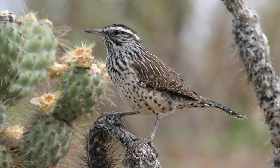 The cactus wren is Arizona's state bird.