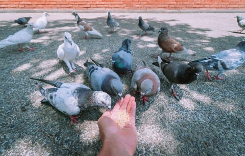 Pigeon numbers have been increasing as vendors and tourists feed them - Credit: getty