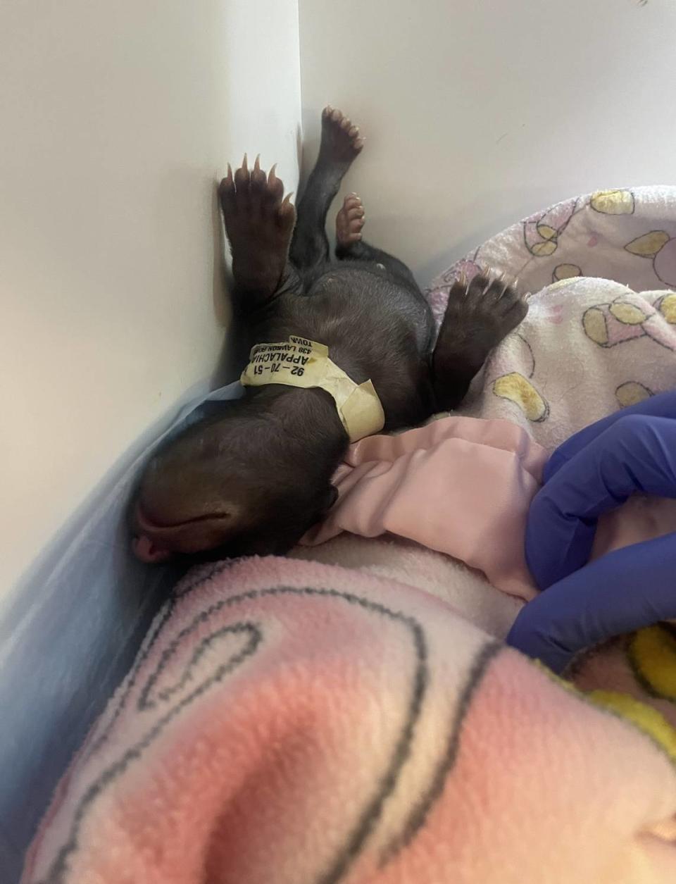 Carolina bear is one of two bear cubs that were rescued from a bear den during a wildfire in Georgetown County. Her brother, Pawley, was also rescued.