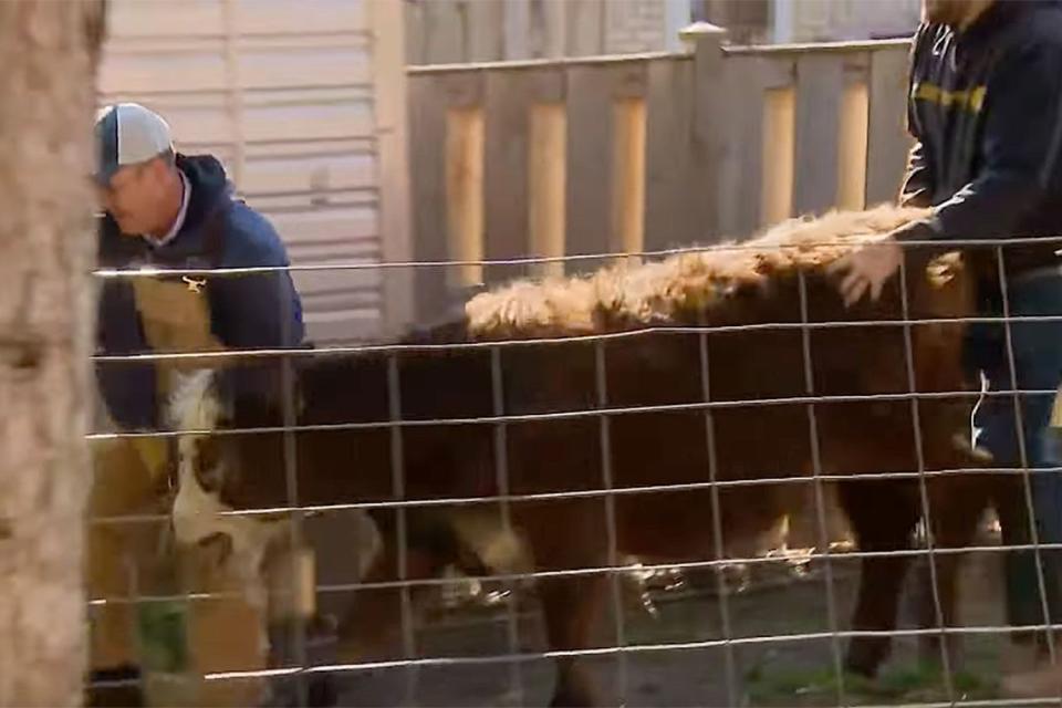 cbs chicago A cow escapes from a senior prank gone wrong outside Chicago