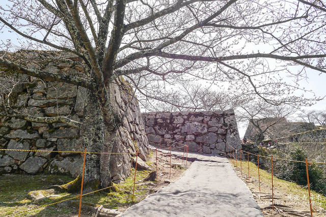 【日本100名城】【山陰兵庫縣】竹田城跡 天空之城