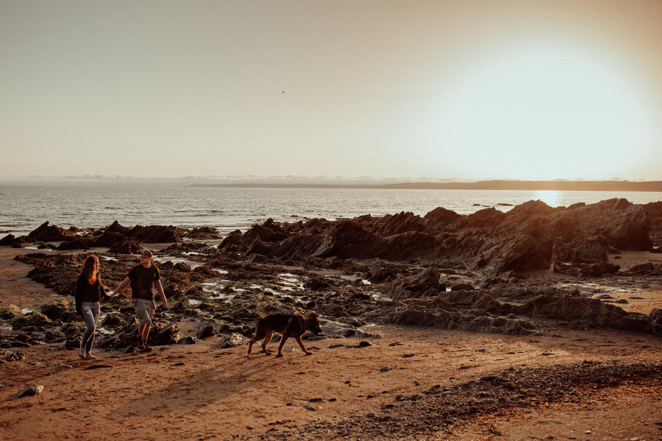 Dog on a beach in sunshine