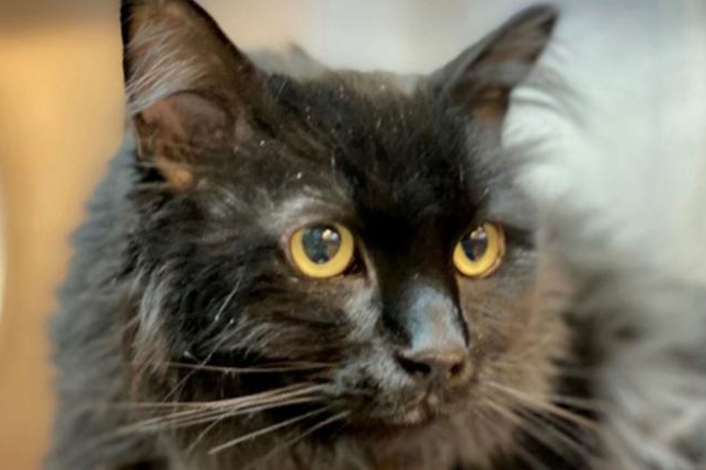 The cat, named Sasha, was discovered in Santa Fe after going missing from Portland five years ago: Santa Fe Animal Shelter & Humane Society