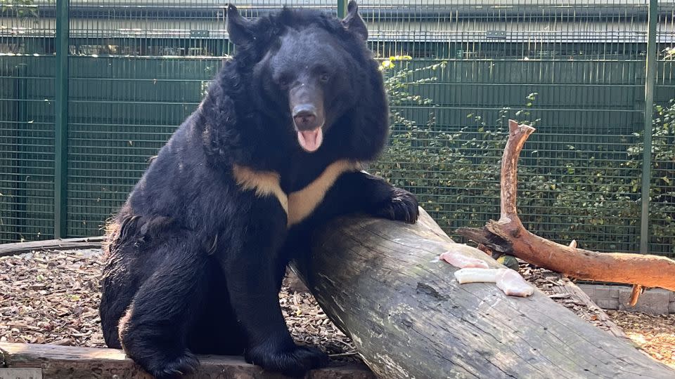 Yampil is recovering at a wildlife-rescue center in Belgium. - Five Sisters Zoo