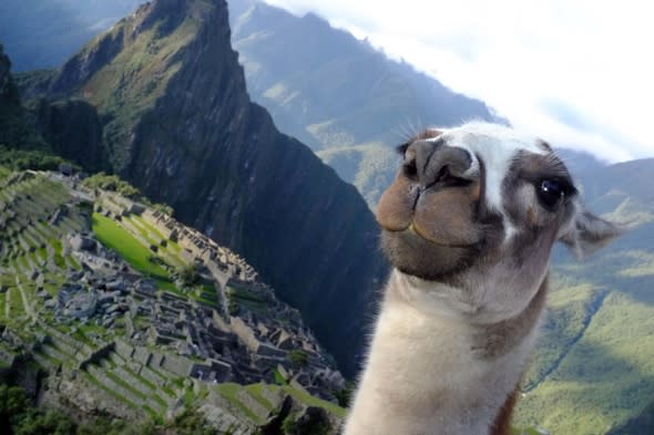 Llama photobombs tourist's pic of Machu Picchu