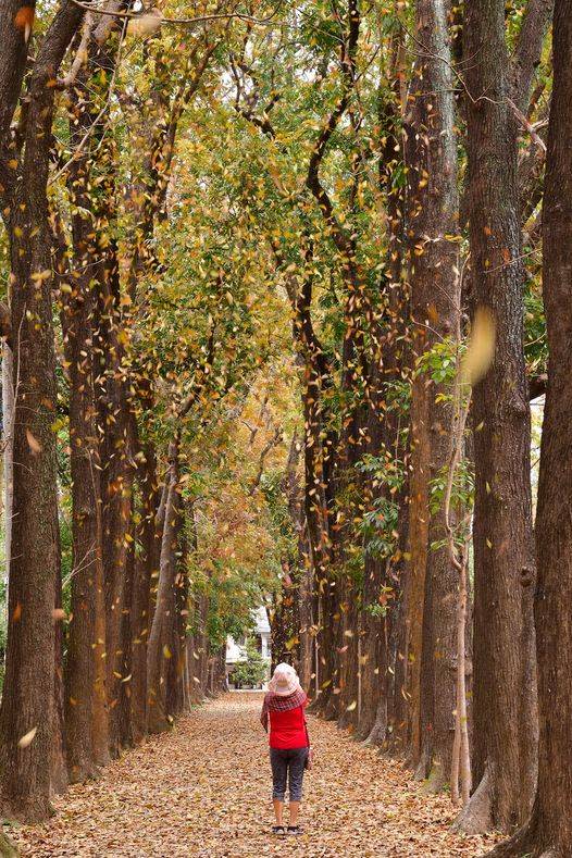 高市六龜新威森林公園的桃花心木林道正值落葉期，漫步其間相當夢幻，遊客不容錯過。（記者鄭伯勝翻攝）