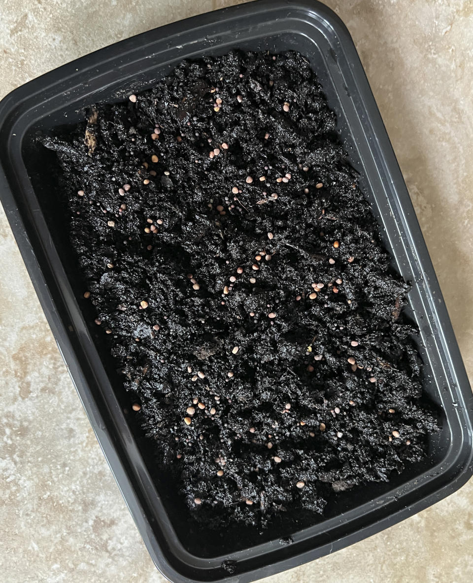 This Jan. 23, 2024, image provided by Jessica Damiano shows seeds sown in a takeout food container for growing microgreens on Long Island, New York. (Jessica Damiano via AP)