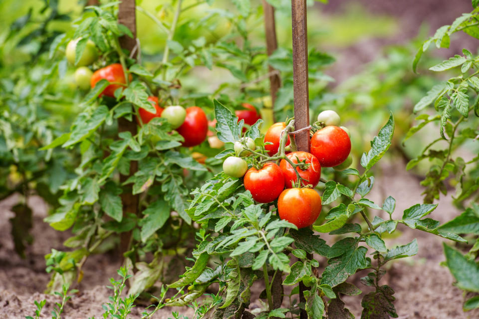 tomato plants