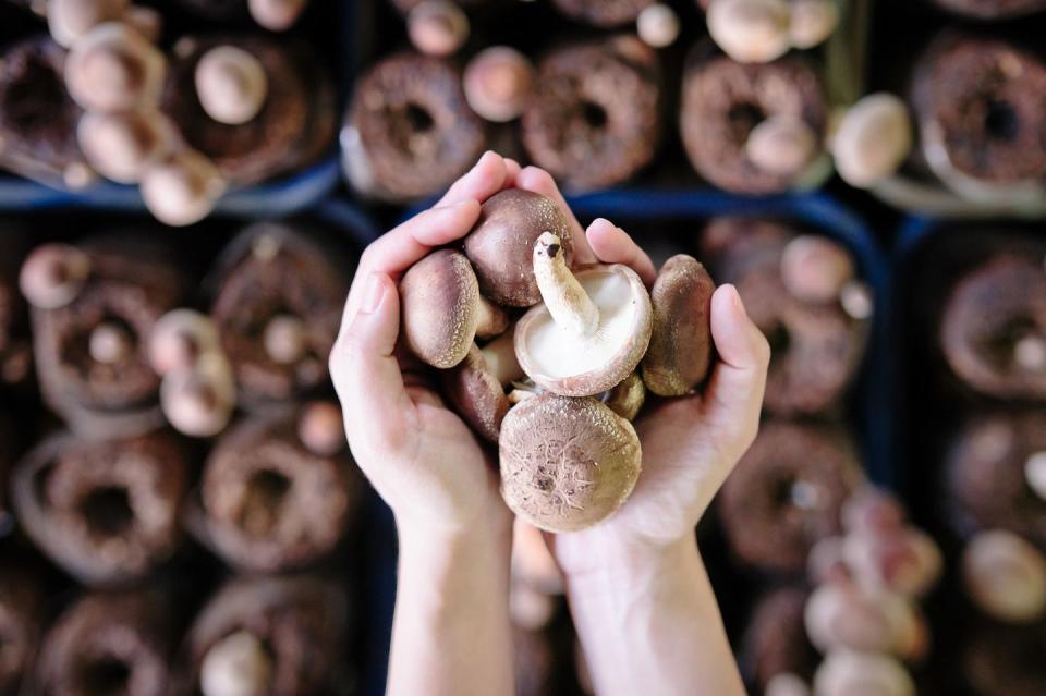 womens hands holding mushrooms