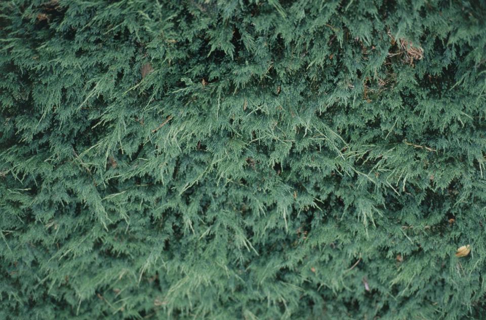 Juniperus horizontalis 'Douglasii' (Creeping juniper), close-up on leaves