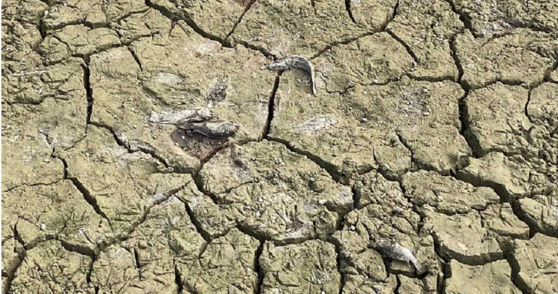 花東918強震後，台東縣池上鄉興富溼地乾涸。（圖／蔡旻妤攝）