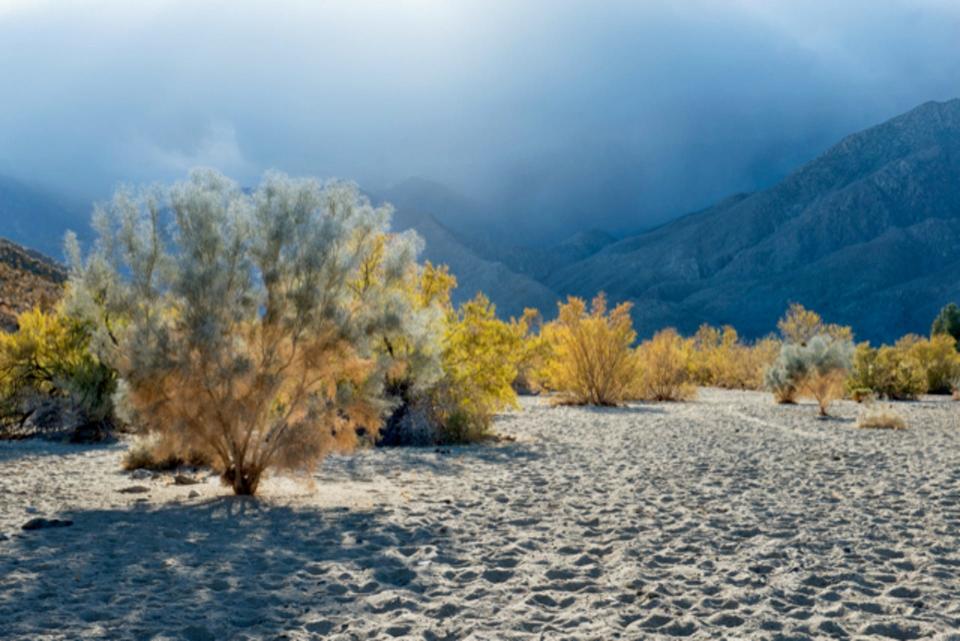 Millicent Harvey's gorgeous image of smoke trees.