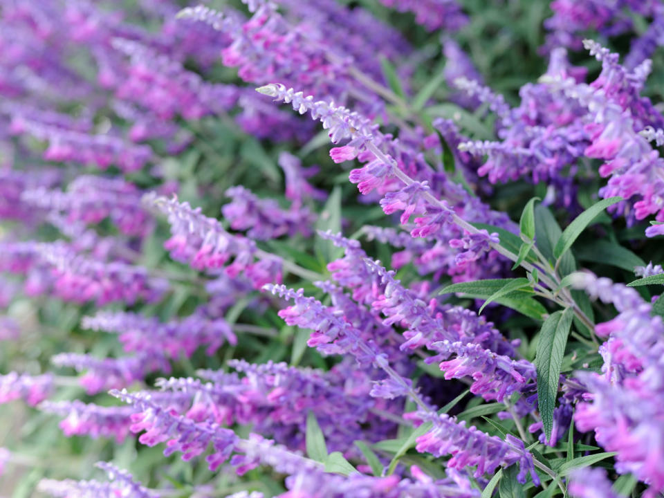 purple flowers of Mexican sage bush