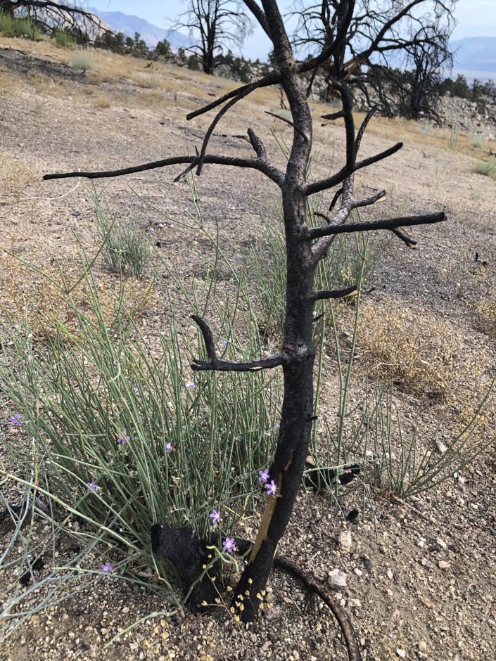 One year after a wind-fed wildfire charged across a craggy mountainside above Lone Pine, Calif., flashes of new vegetation growth can be seen emerging in this still-charred corner of the Inyo National Forest on Wednesday, July 27, 2022. Green shoots as thin as yarn strands break from the ground below a tree's barren branches. (AP Photo/Michael Blood)