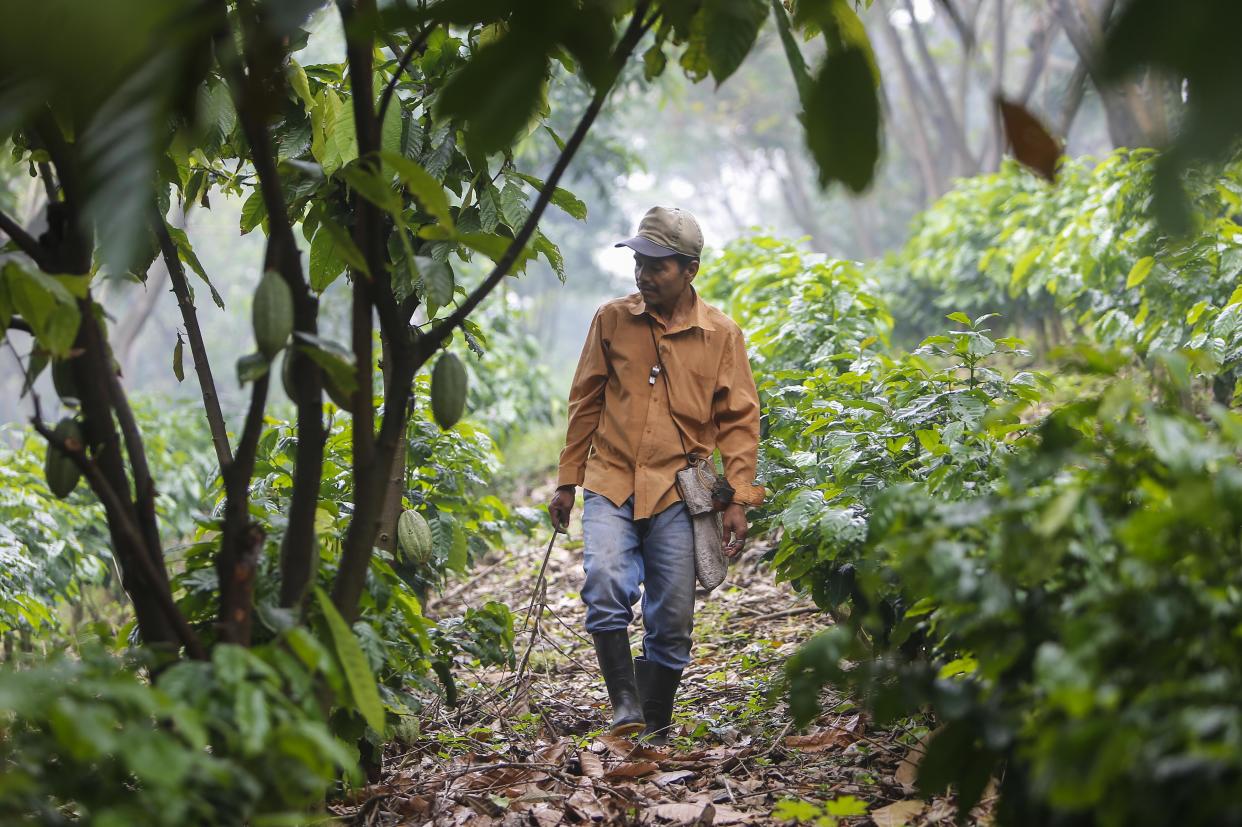 Juan Robleto, 46, works at the "Santa Francisca" farm where coffee rust led to the cutting and burning of coffee trees and where they are now growing other varieties of coffee and cocoa, as a result of the loss of land suitable for planting coffee in Nicaragua, in Las Nubes, El Crucero, 30 km from Managua, on October 16, 2017. Coffee crops in Latin America, one of the most appreciated products in the region, could become victims of climate change. A study by Latin American scientists projected that the increase in temperature and changes in rainfall would affect between 73% and 88% of the land suitable for grain production in the region. / AFP PHOTO / Inti OCON        (Photo credit should read INTI OCON/AFP via Getty Images)