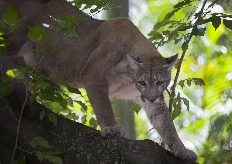 There are around 200 Florida panthers left in the wild (Getty Images)