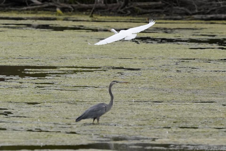 A great egret flies above a great blue heron in a wetland inside the Detroit River International Wildlife Refuge in Trenton, Mich., on Oct. 7, 2022.