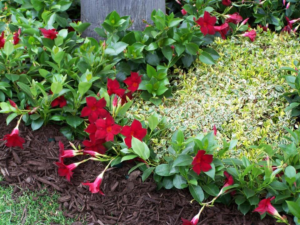 This undated photo provided by Suntory Flowers shows Sun Parasol Garden Crimson in a garden bed in Tokyo. (AP Photo/Suntory Flowers)