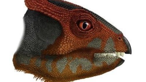 Fossils found in China suggest the&nbsp;Triceratops had a super-weird relative.&nbsp;"It was probably about <a href="http://www.huffingtonpost.com/entry/new-dinosuar-triceratops-relative_5669bd91e4b0f290e5225157">the size of a spaniel dog, with a relatively large head</a>, and walked on its hind legs," a paleontologist told HuffPost. H. wucaiwanensis is thought to be the oldest known member of the&nbsp;<a href="http://news.nationalgeographic.com/2015/12/151209-dinosaur-skull-fossil-jurassic-animal-science/" target="_blank" data-beacon="{&quot;p&quot;:{&quot;mnid&quot;:&quot;entry_text&quot;,&quot;lnid&quot;:&quot;citation&quot;,&quot;mpid&quot;:3}}">ceratopsians</a>&nbsp;genus (which includes&nbsp;the&nbsp;Triceratops) and its remains have helped scientists&nbsp;better understand the early evolution of horned dinosaurs.