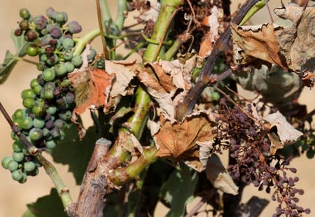 Vineyards affected by drought are pictured in Verzeille near Carcassonne