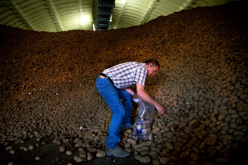 A billion pounds of potatoes surplus in Washington state