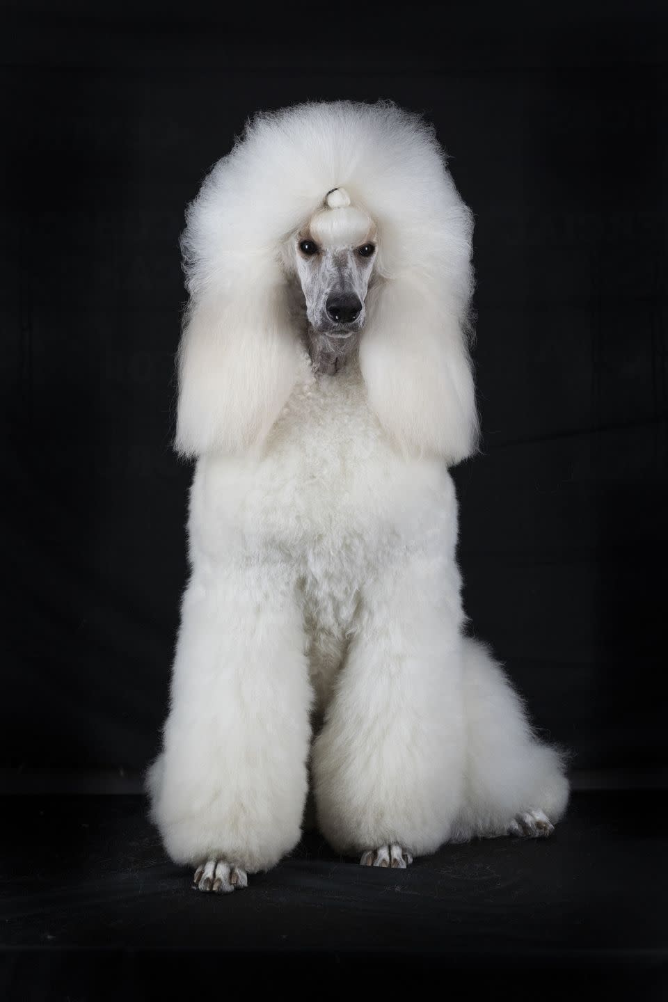 Standard Poodle