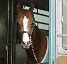 California Chrome is seen from a horse van after arriving at Churchill Downs for the Kentucky Derby in Louisville, Ky., Monday, April 28, 2014. California Chrome has won his last four races by a combined 24 ¼ lengths. (AP Photo/Garry Jones)