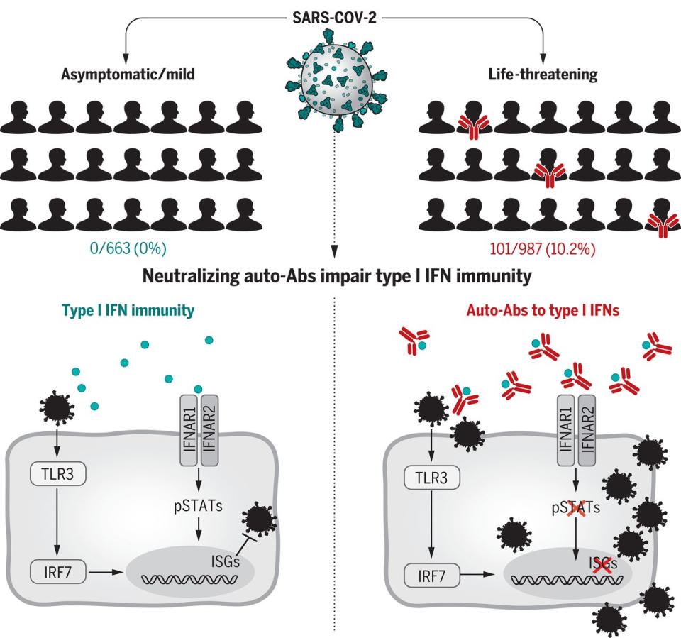 The patients that fared worse had neutralising antibodies that hindered the immune system's response. Source: Science