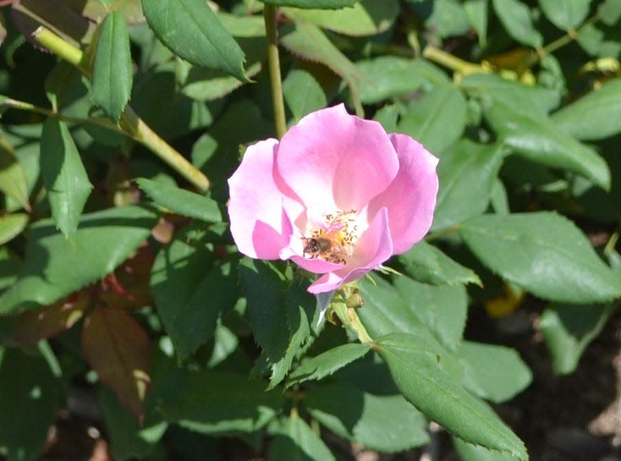 Bees, like this one on a rose at Kingwood Center Gardens, produce one-third of our food supply, support the growth of trees, flowers and other plants, and produce several important products like honey and beeswax.