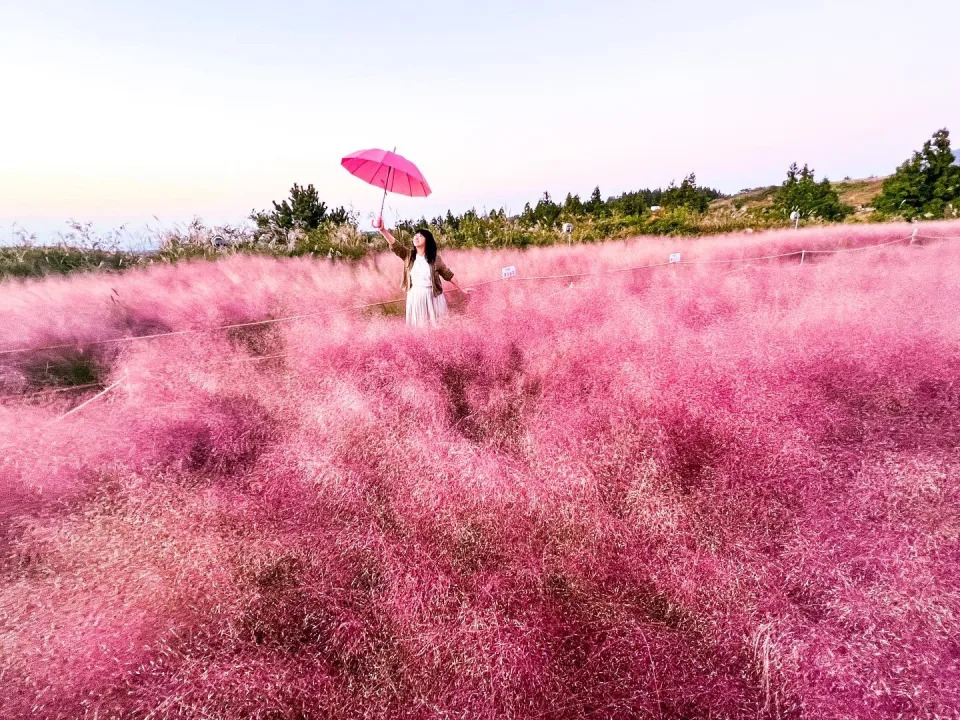 &#x0097d3;&#x00570b;&#x007f8e;&#x0062cd;&#x005cf6;&#x005f88;Chill &#x008292;&#x0082b1;&#x0096ea;&#x003001;&#x007c89;&#x007d05;&#x004e82;&#x005b50;&#x008349;&#x003001;&#x006a58;&#x005b50;&#x005712;&#x005496;&#x005561;&#x009928;&#x00ff01;&#x0076f4;&#x0064ca;&#x00300a;&#x006211;&#x005011;&#x007684;&#x0085cd;&#x008abf;&#x006642;&#x005149;&#x00300b;100&#x00500b;&#x006708;&#x004eae;&#x007948;&#x009858;&#x0079d8;&#x005883;