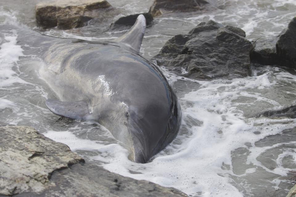 A live, 600-pound, female bottlenose dolphin was reported along the rocks at Wallis Sands last Wednesday, Jan. 19. As rescue crews from the Seacoast Science Center Marine Mammal attempted a rescue, the mammal died. It was the third sighting of a beached bottlenose dolphin in the region since 2013.