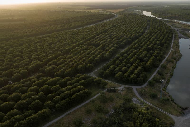 Heavenly Farms pecan orchard in Eagle Pass, Texas