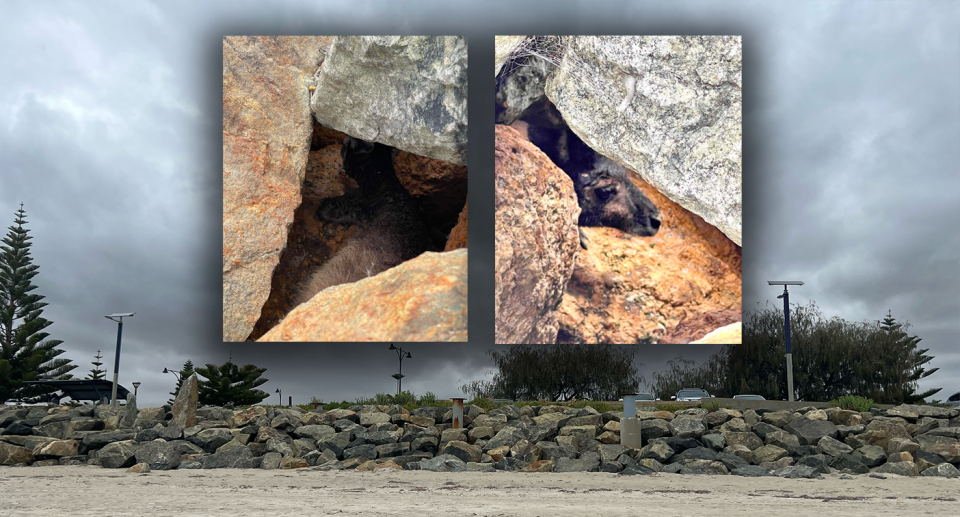 Background - the Busselton seawall. Inserts - the roo caught between the rocks.